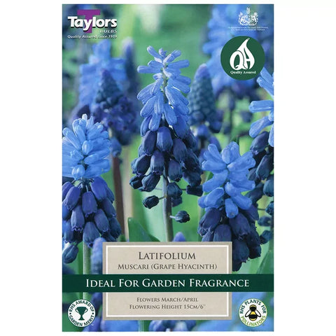 Taylors Bulbs latifolium Muscari Bulbs – 30pck