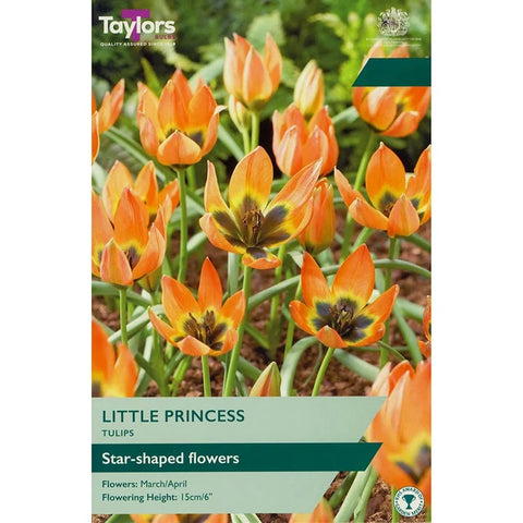 Taylors Species Little Princess Tulip Bulbs – 12pck