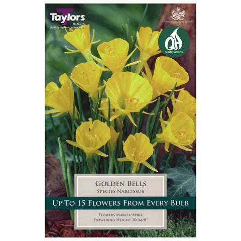 Taylors Bulbs Golden Bells Narcissi Bulbs – 8pck