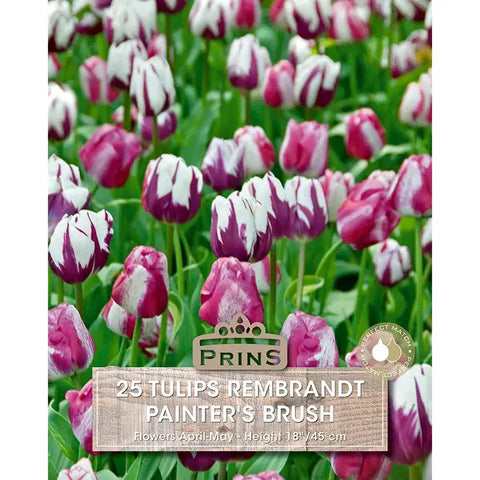 Prins Charming Rembrandt Painters Brush Tulip Bulbs – 25pck