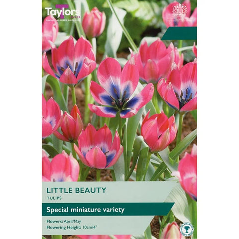 Taylors Bulbs Species Little Beauty Tulip Bulbs – 15pck