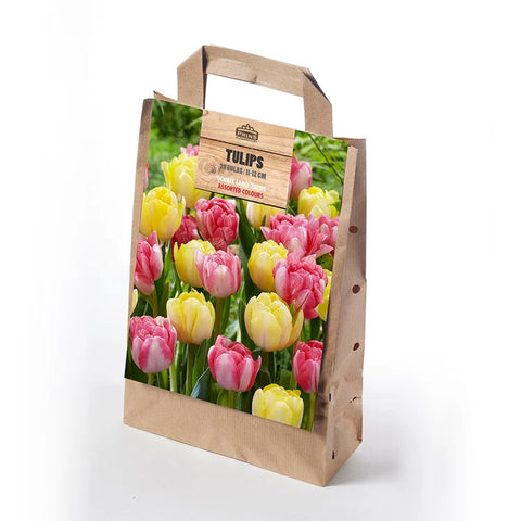 Prins Charming Double Early Yellow/Pink Tulip Bulbs – Gift Bag