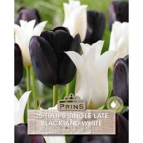 Prins Charming Single Late Black & White Tulip Bulbs – 25pck