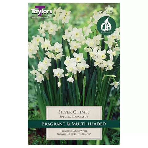 Taylors Bulbs Species Silver Chimes Narcissus Bulbs – 6pck