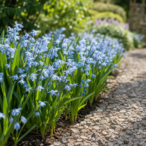 Prins Charming Siberica Scilla Bulbs – 20pck
