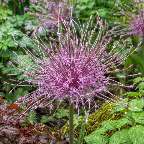 Taylors Bulbs Schubertii Allium Bulbs –3 bulbs