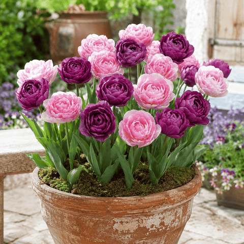 Prins Charming Double Late Candy Sensation Tulip Bulbs – 25pck