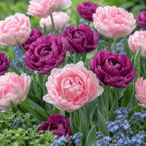 Prins Charming Double Late Candy Sensation Tulip Bulbs – 25pck