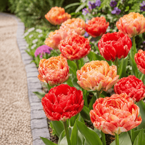 Prins Charming Double Late Gudoshnik Tulip Bulbs – 25pck