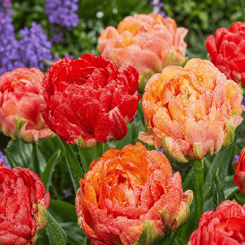 Prins Charming Double Late Gudoshnik Tulip Bulbs – 25pck