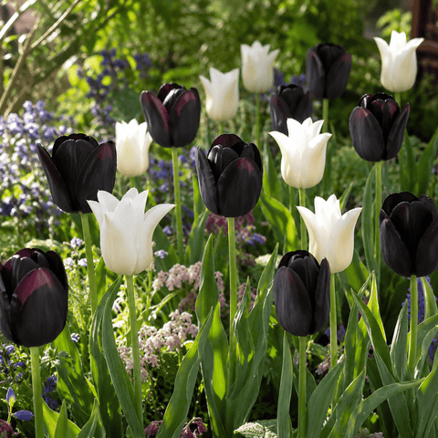 Prins Charming Single Late Black & White Tulip Bulbs – 25pck