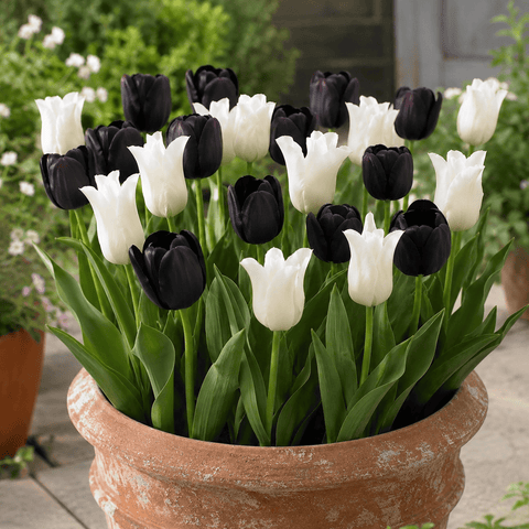 Prins Charming Single Late Black & White Tulip Bulbs – 25pck