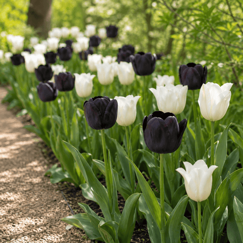 Prins Charming Single Late Black & White Tulip Bulbs – 25pck