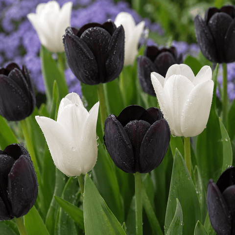 Prins Charming Single Late Black & White Tulip Bulbs – 25pck