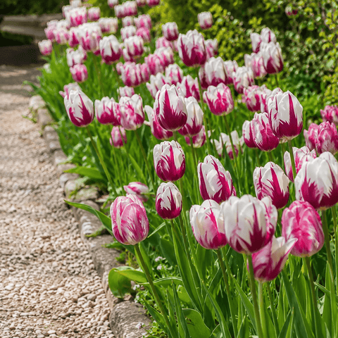 Prins Charming Rembrandt Painters Brush Tulip Bulbs – 25pck