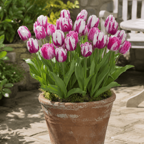Prins Charming Rembrandt Painters Brush Tulip Bulbs – 25pck