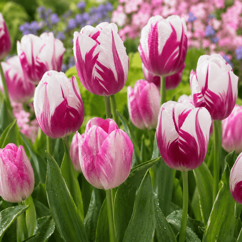 Prins Charming Rembrandt Painters Brush Tulip Bulbs – 25pck