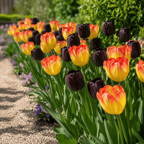 Prins Charming Single Lazy Late Night Tulip Bulbs – 25pck