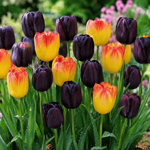 Prins Charming Single Lazy Late Night Tulip Bulbs – 25pck
