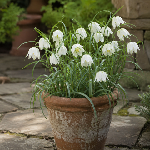 Prins Charming Meleagris Alba Fritillaria Bulbs – 10pck