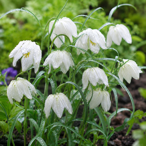 Prins Charming Meleagris Alba Fritillaria Bulbs – 10pck
