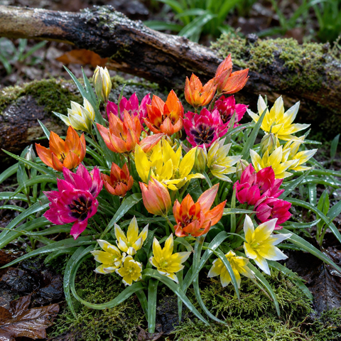 Prins Charming Miniature Mix Tulip Bulbs – 20pck