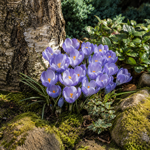 Prins Charming Vernus Blue Crocus Bulbs – 15pck