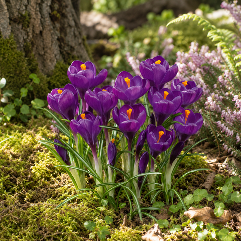 Prins Charming Vernus Purple Crocus Bulbs – 15pck