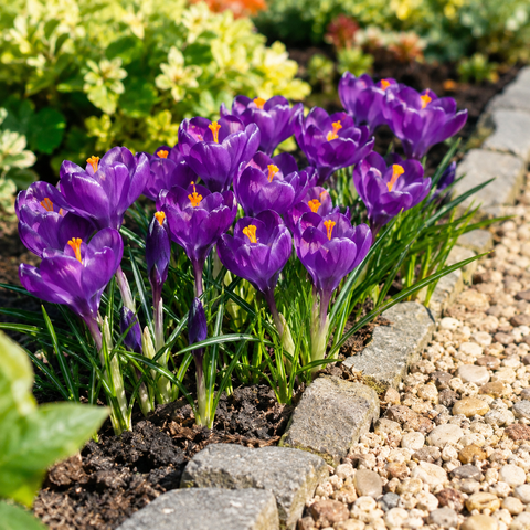 Prins Charming Vernus Purple Crocus Bulbs – 15pck