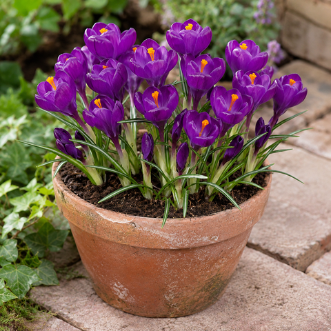 Prins Charming Vernus Purple Crocus Bulbs – 15pck