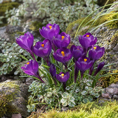Prins Charming Vernus Purple Crocus Bulbs – 15pck