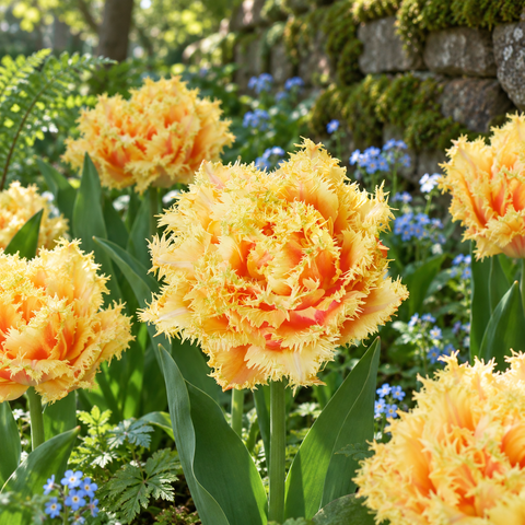 Taylors Bulbs Fringed Brisbane Tulip Bulbs – 7pck