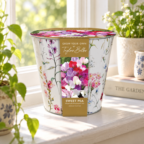 Taylors Bulbs Indoor Floral Sweet Pea Planter – Gift Pot