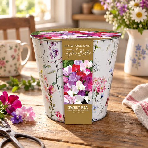 Taylors Bulbs Indoor Floral Sweet Pea Planter – Gift Pot