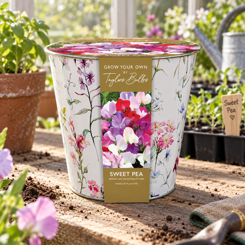 Taylors Bulbs Indoor Floral Sweet Pea Planter – Gift Pot