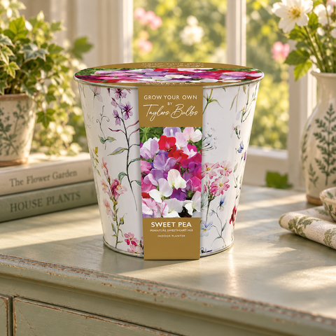 Taylors Bulbs Indoor Floral Sweet Pea Planter – Gift Pot