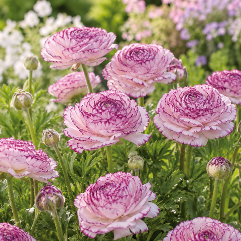 Prins Charming Andrea Cappuccino Ranunculus Bulbs – 10pck