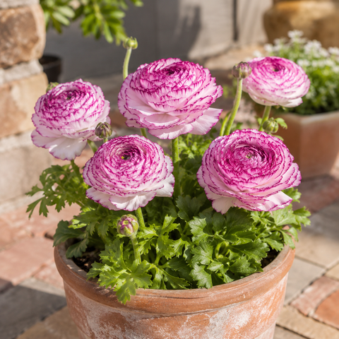 Prins Charming Andrea Cappuccino Ranunculus Bulbs – 10pck