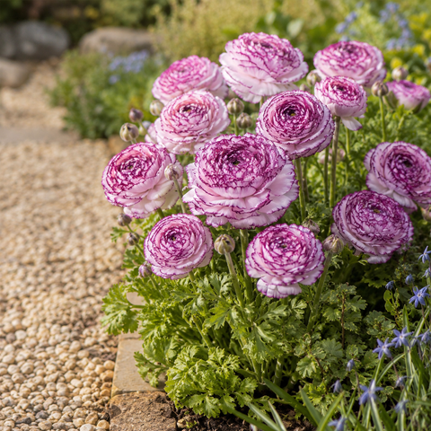 Prins Charming Andrea Cappuccino Ranunculus Bulbs – 10pck