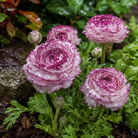 Prins Charming Andrea Cappuccino Ranunculus Bulbs – 10pck