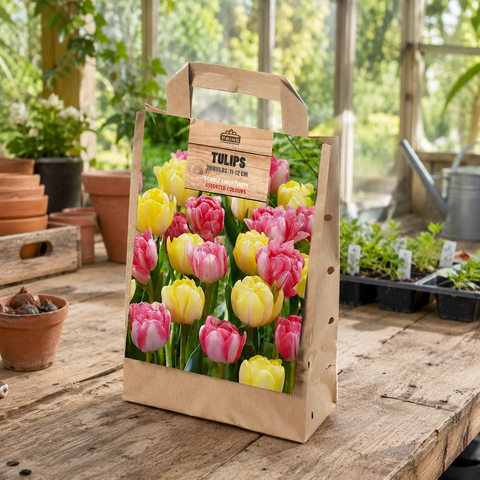 Prins Charming Double Early Yellow/Pink Tulip Bulbs – Gift Bag