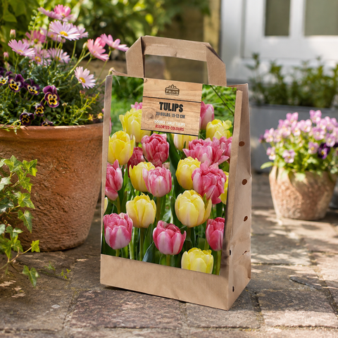 Prins Charming Double Early Yellow/Pink Tulip Bulbs – Gift Bag