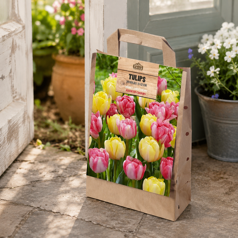 Prins Charming Double Early Yellow/Pink Tulip Bulbs – Gift Bag