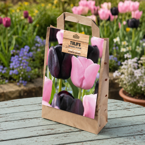 Prins Charming Triumph Black/Pink Tulip Bulbs – Gift Bag