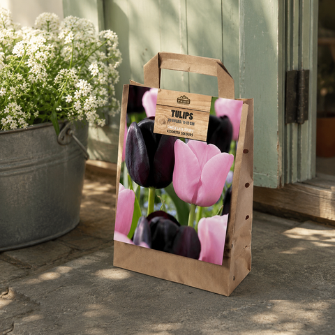 Prins Charming Triumph Black/Pink Tulip Bulbs – Gift Bag