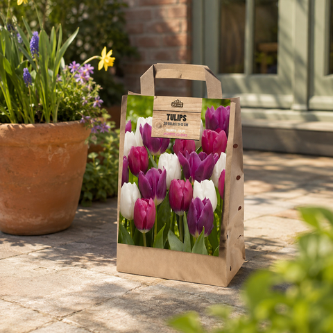 Prins Charming Triumph Pink/White/Purple Tulip Bulbs – Gift bag