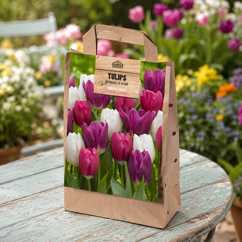 Prins Charming Triumph Pink/White/Purple Tulip Bulbs – Gift bag