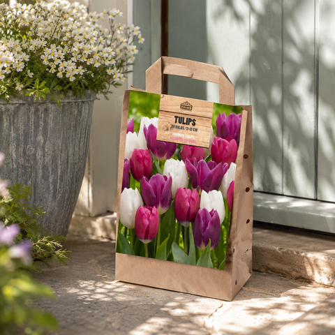 Prins Charming Triumph Pink/White/Purple Tulip Bulbs – Gift bag