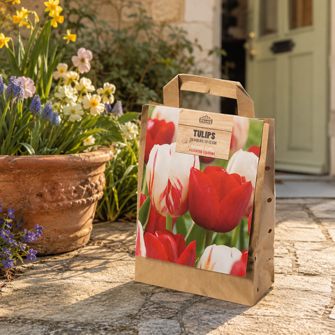 Prins Charming Triumph Red/White Tulip Bulbs – Gift Bag