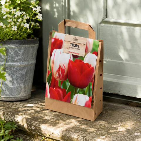 Prins Charming Triumph Red/White Tulip Bulbs – Gift Bag